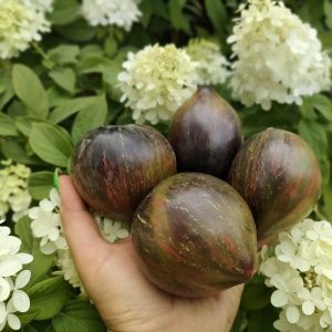 Томат «Мятежный Звёздный Истребитель» («Rebel Starfighter Prime», США)