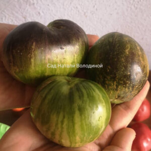 Томат Мятежник Старфайтер VT -16