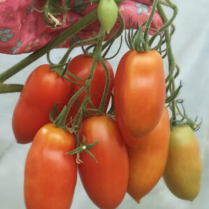 Томат Ниагара