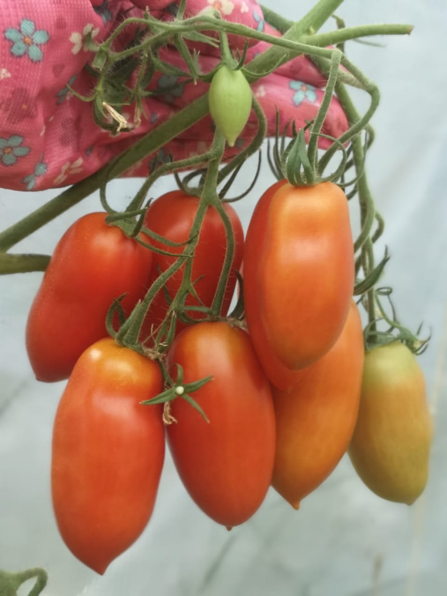 Томат Ниагара