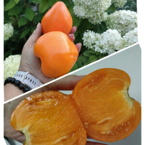 Томат Ночная свеча