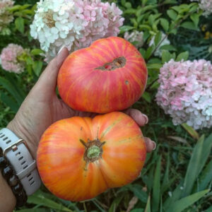 Томат Обед Влюблённых