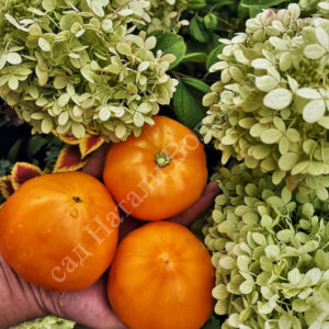 Томат Оранжевая земляника 2