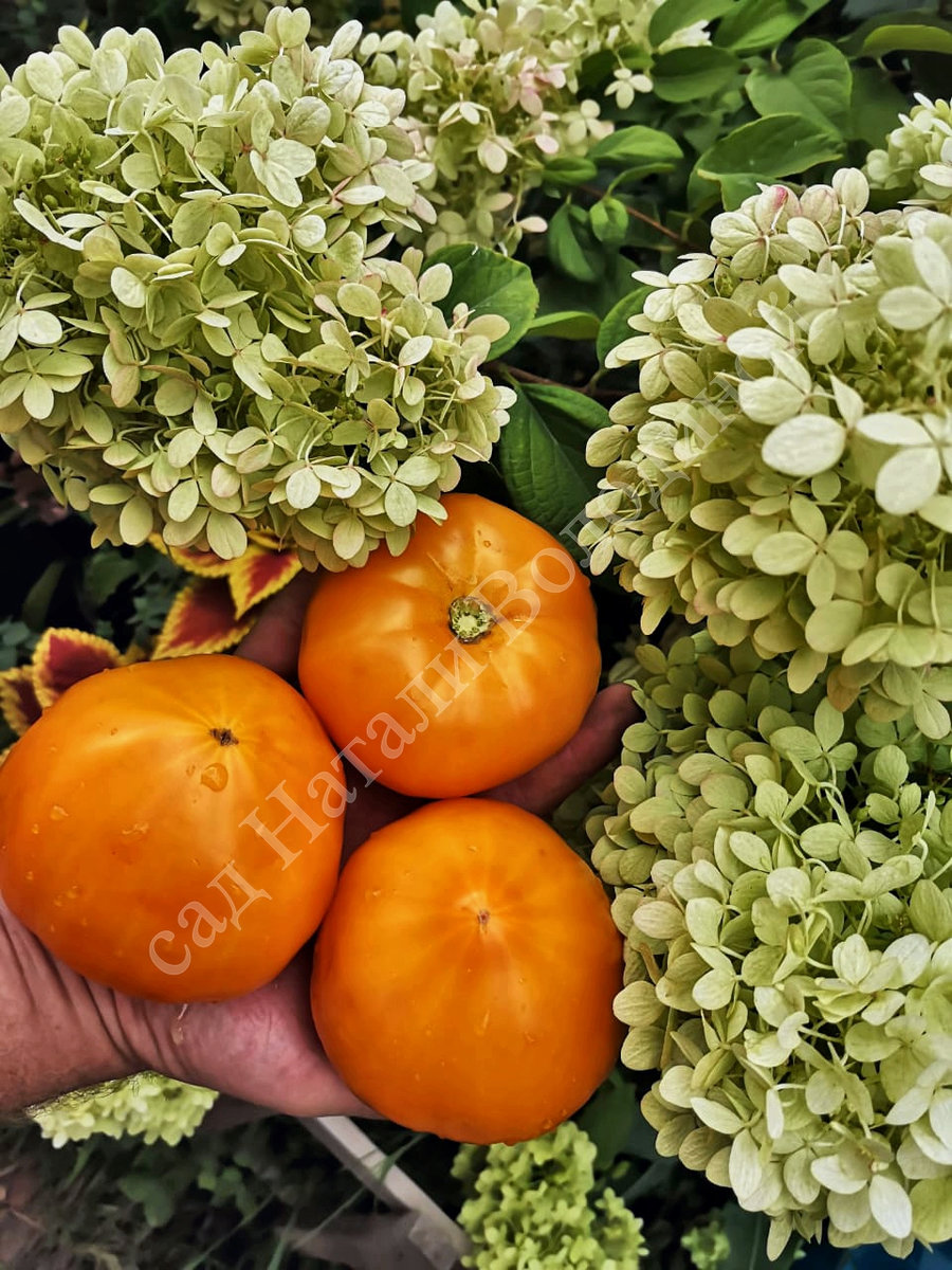 Томат Оранжевая земляника 2