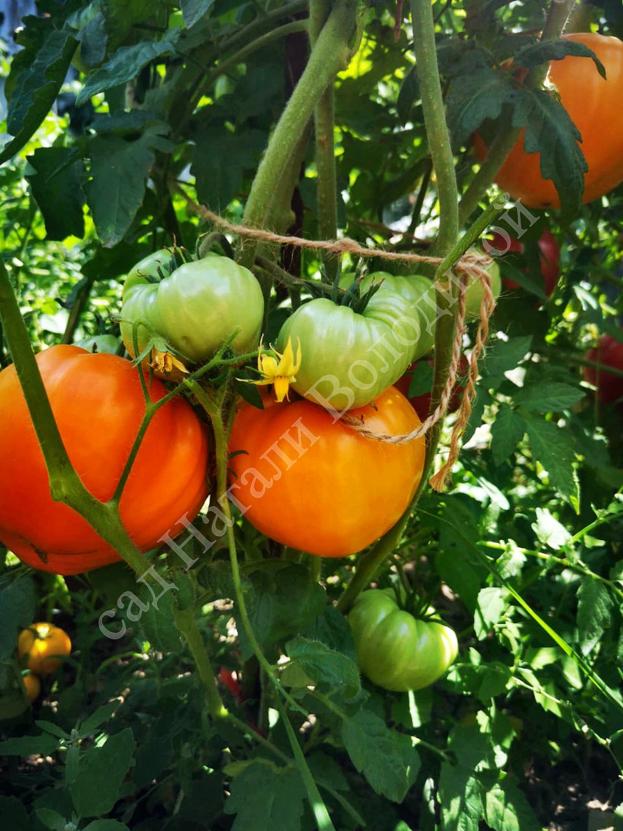 Томат Оранжевая земляника 2