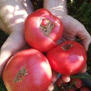 Томат Особый Гукера