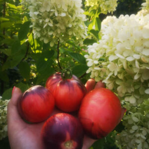 Томат Озарк закат (OZARK SUNSET ) США