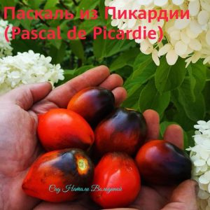 Томат Паскаль из Пикардии
