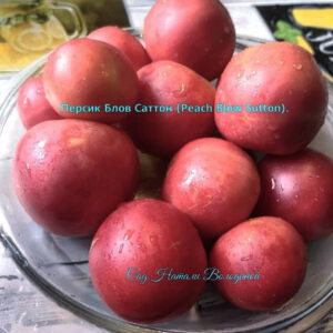 Томат Персик Блов Саттон (Peach Blow Sutton)