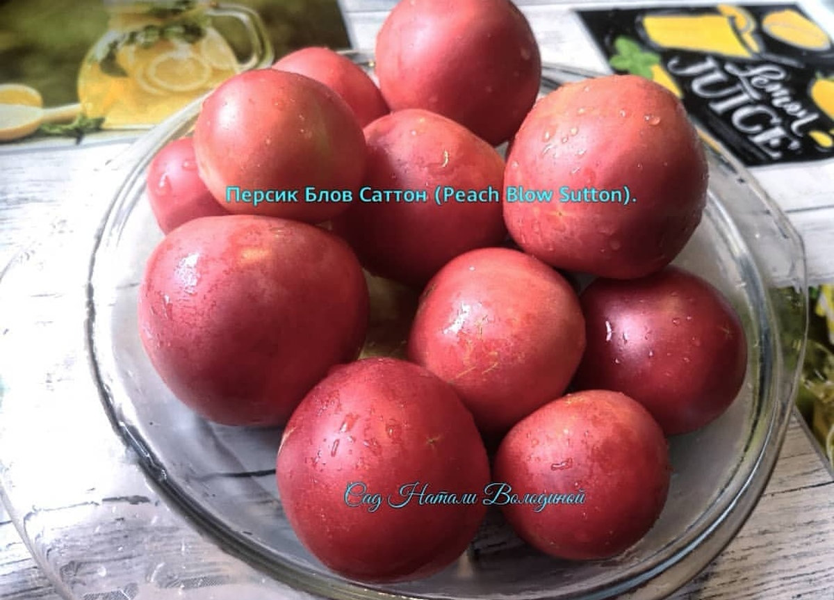 Томат Персик Блов Саттон (Peach Blow Sutton)