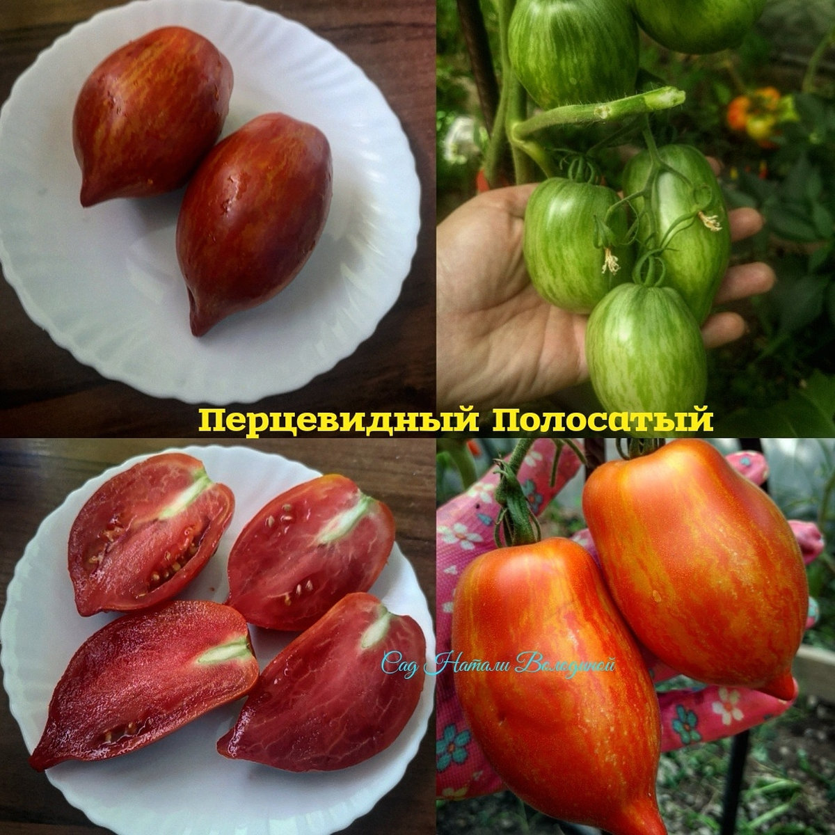 Томат Перцевидный полосатый