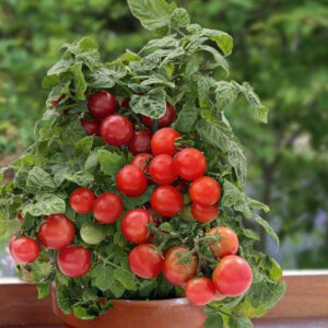 Томат Пиноккио (карликовый)