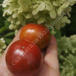 Томат Пит Вайпер