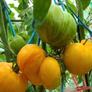 Томат План 9 из открытого космоса (Plan 9 from Outer Space)