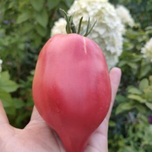 Томат Подсинское чудо