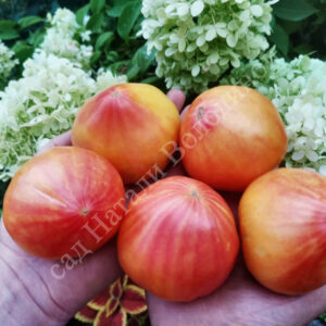 Томат Полосатое Бычье сердце