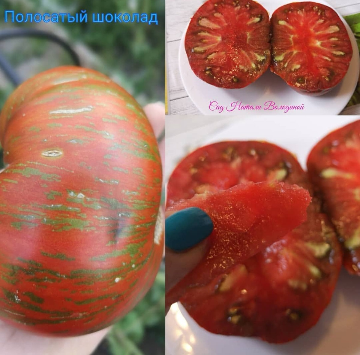 Томат полосатый шоколад