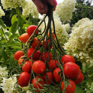 Томат Поцелуй герани (Geranium Kiss)