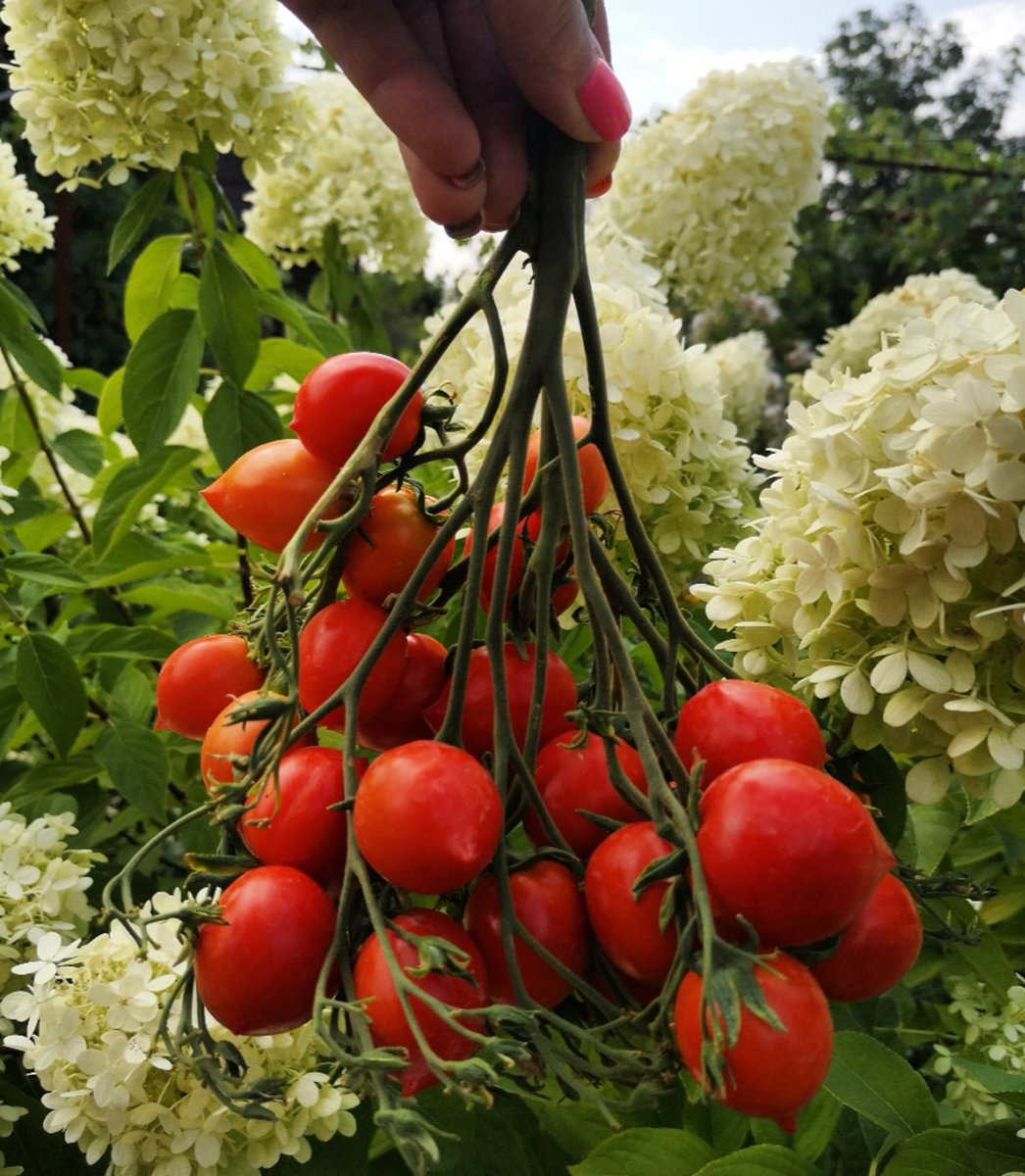 Томат Поцелуй герани (Geranium Kiss)