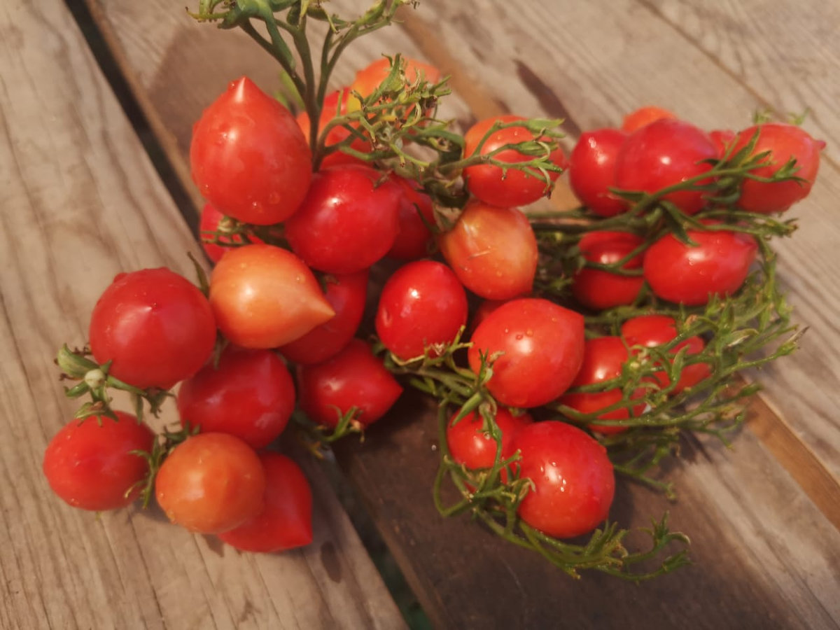 Томат Поцелуй герани (Geranium Kiss)