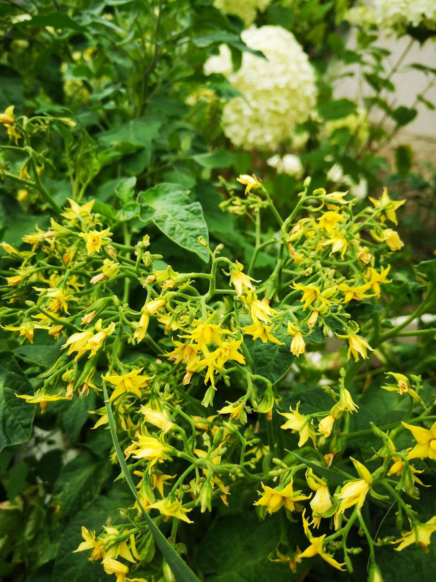 Томат Поцелуй герани (Geranium Kiss)