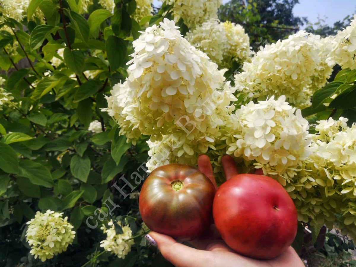 Томат Owen ’ s Purple (Пурпурный Оуэна)