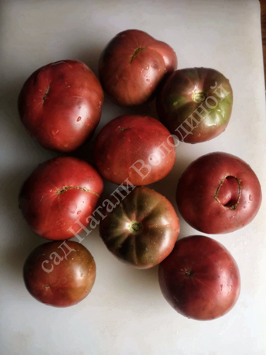 Томат Owen ’ s Purple (Пурпурный Оуэна)