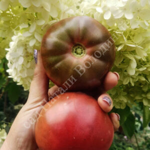 Томат Пурпурный Оуэна