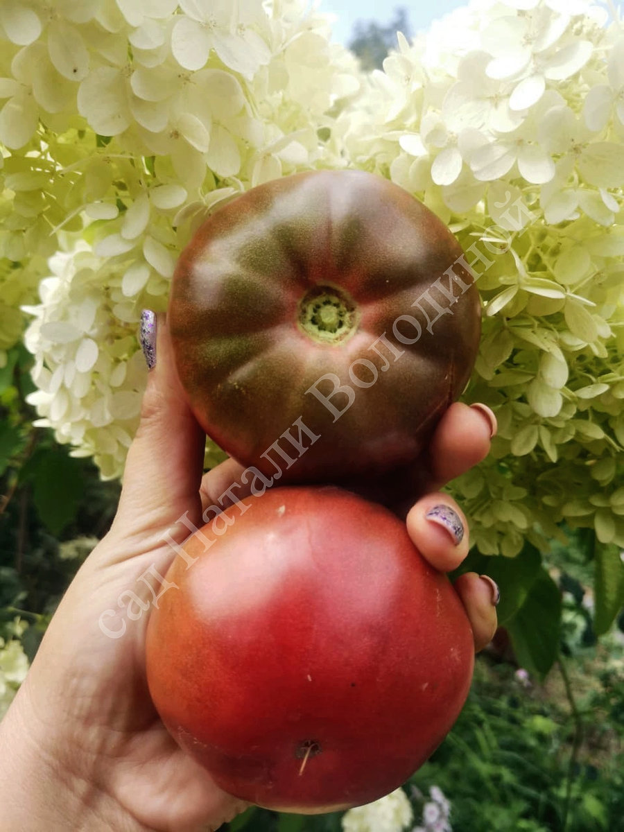 Томат Пурпурный Оуэна