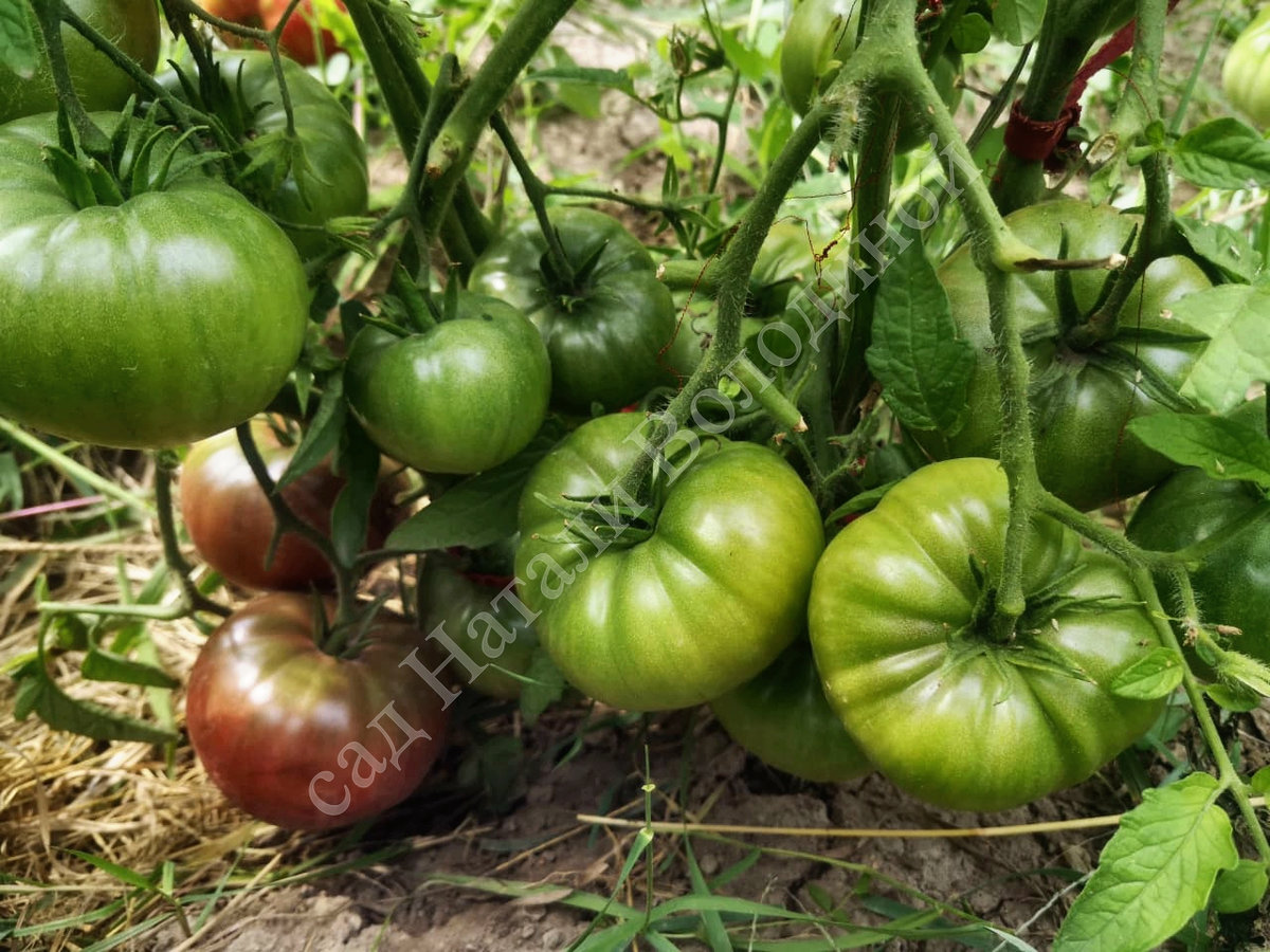 Томат Owen ’ s Purple (Пурпурный Оуэна)