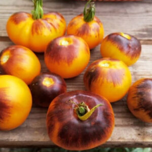 Томат Пурпурный восход (Purple sunrise)