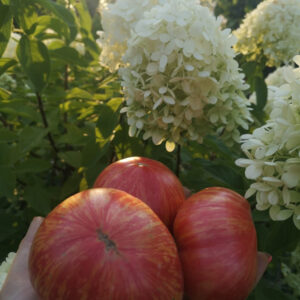 Томат Пышная королева