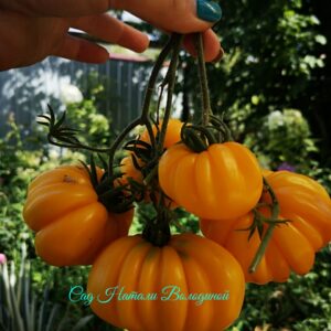 Томат Ребристый жёлтый (Yellow Riffled) США