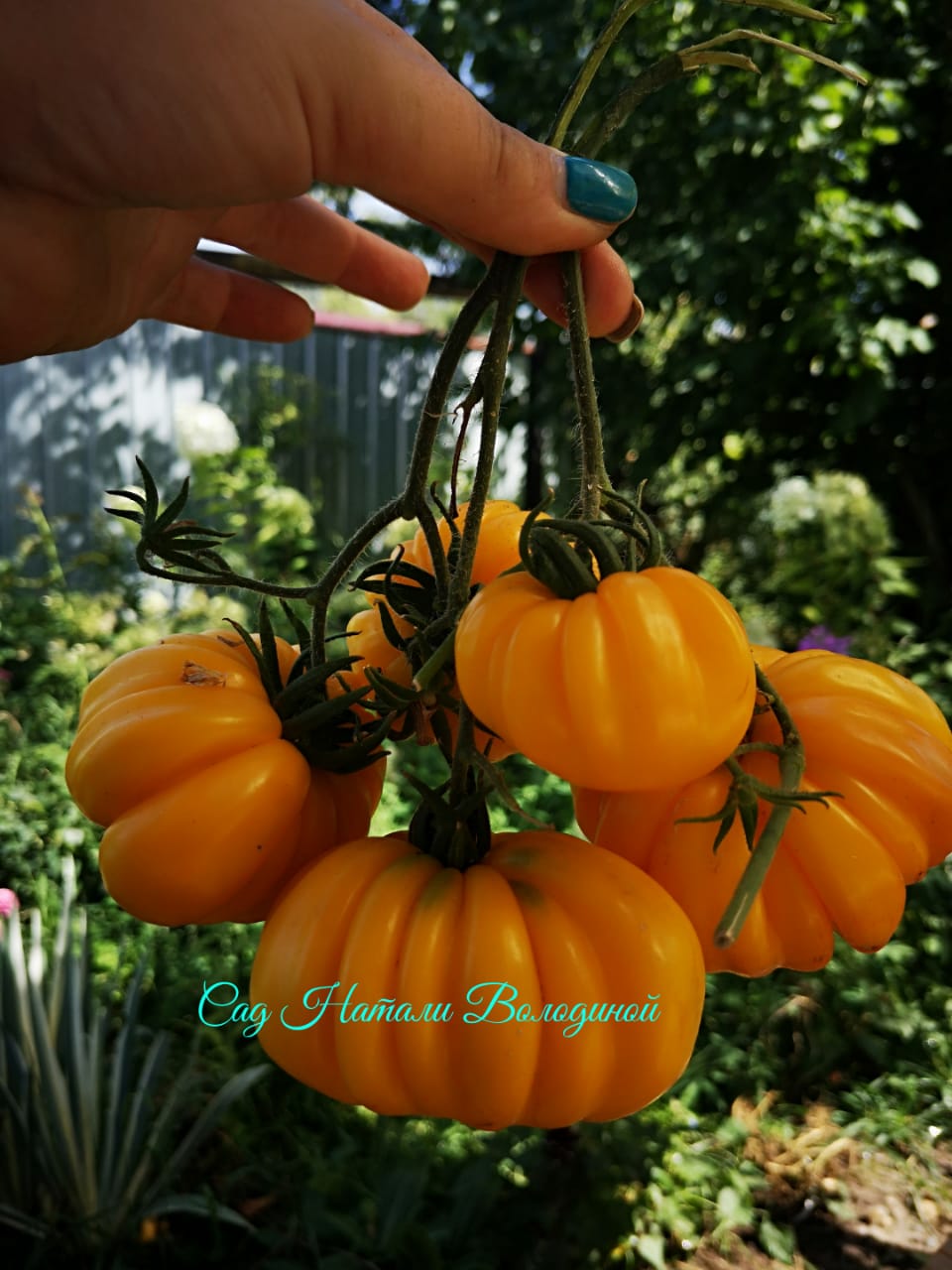 Томат Ребристый жёлтый (Yellow Riffled) США