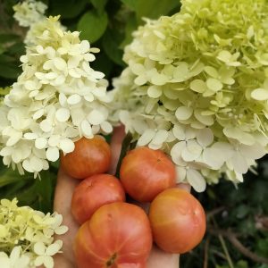 Томат Черри Радуга