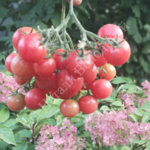 Томат Розовый Кварц Мультифлора