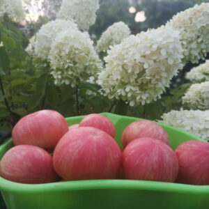 Томат Розовый мохнатый(пушистый кабан)