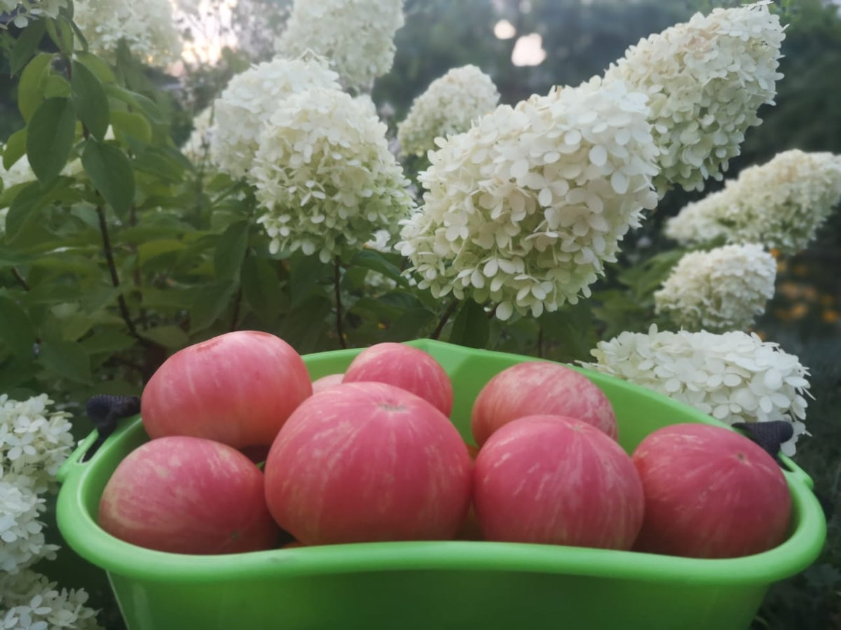 Томат Розовый мохнатый(пушистый кабан)