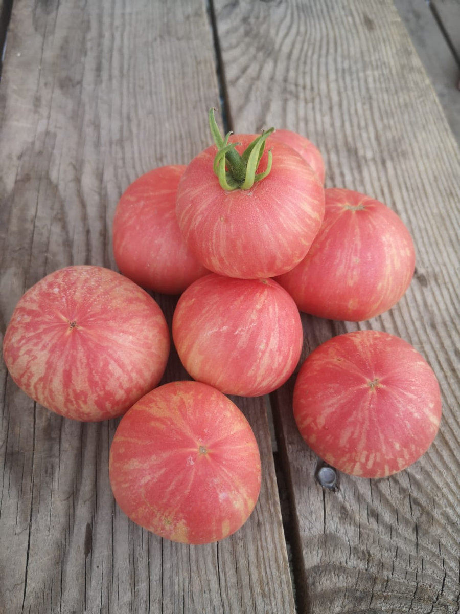 Томат Розовый мохнатый(пушистый кабан)