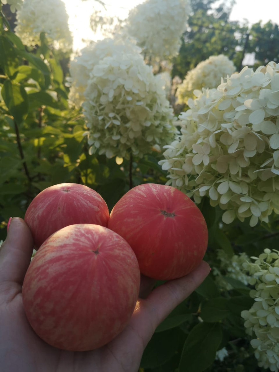 Томат Розовый мохнатый(пушистый кабан)