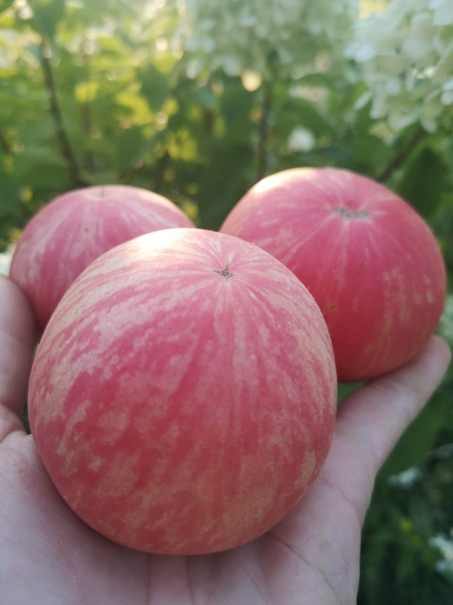 Томат Розовый мохнатый(пушистый кабан)