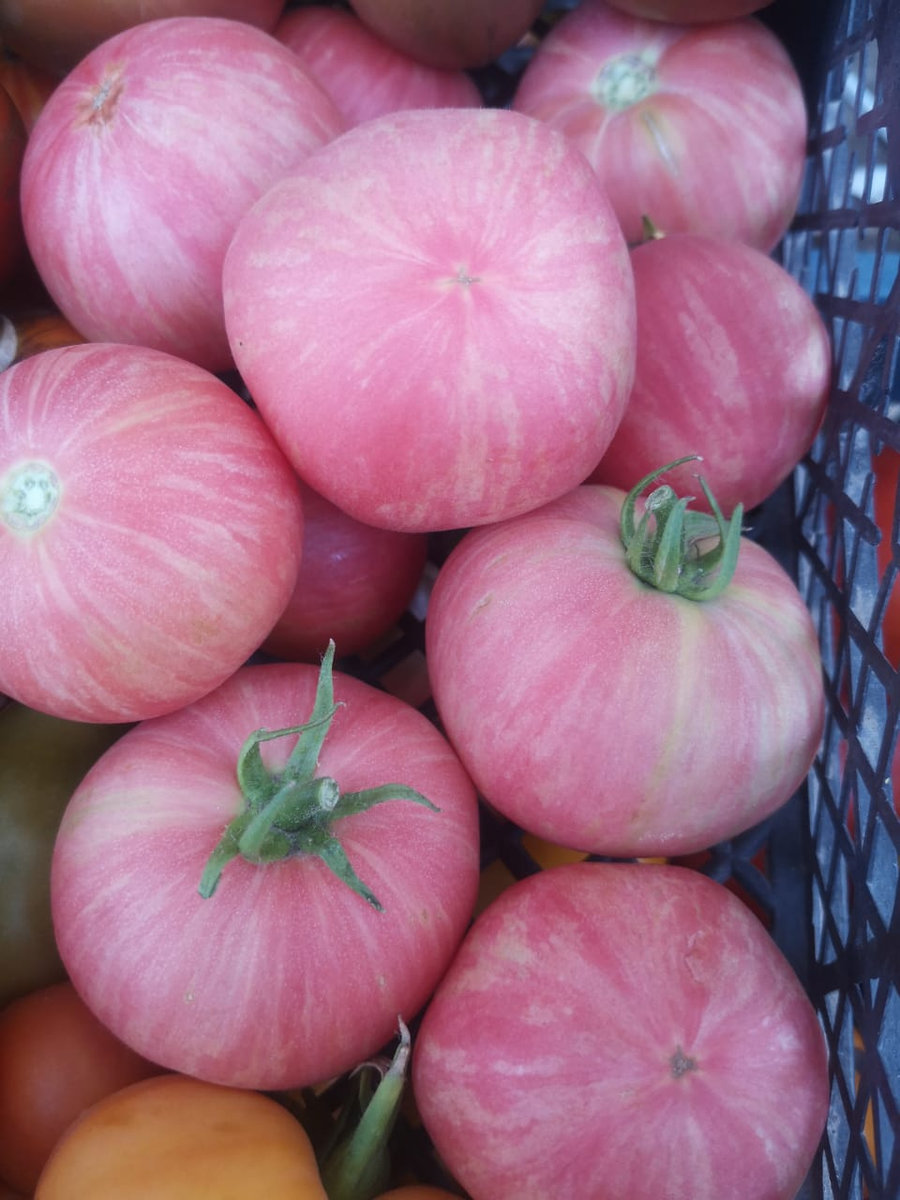 Томат Розовый мохнатый(пушистый кабан)