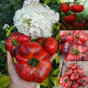 Томат Розовый сибирский тигр (Pink Siberian Tiger)