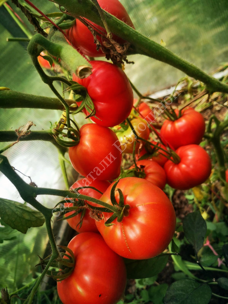 Томат Сахарная Настасья