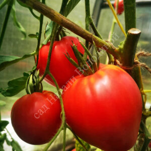 Томат Сахарная Настасья