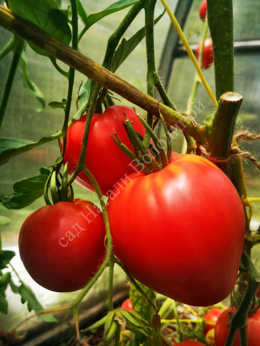 Томат Сахарная Настасья