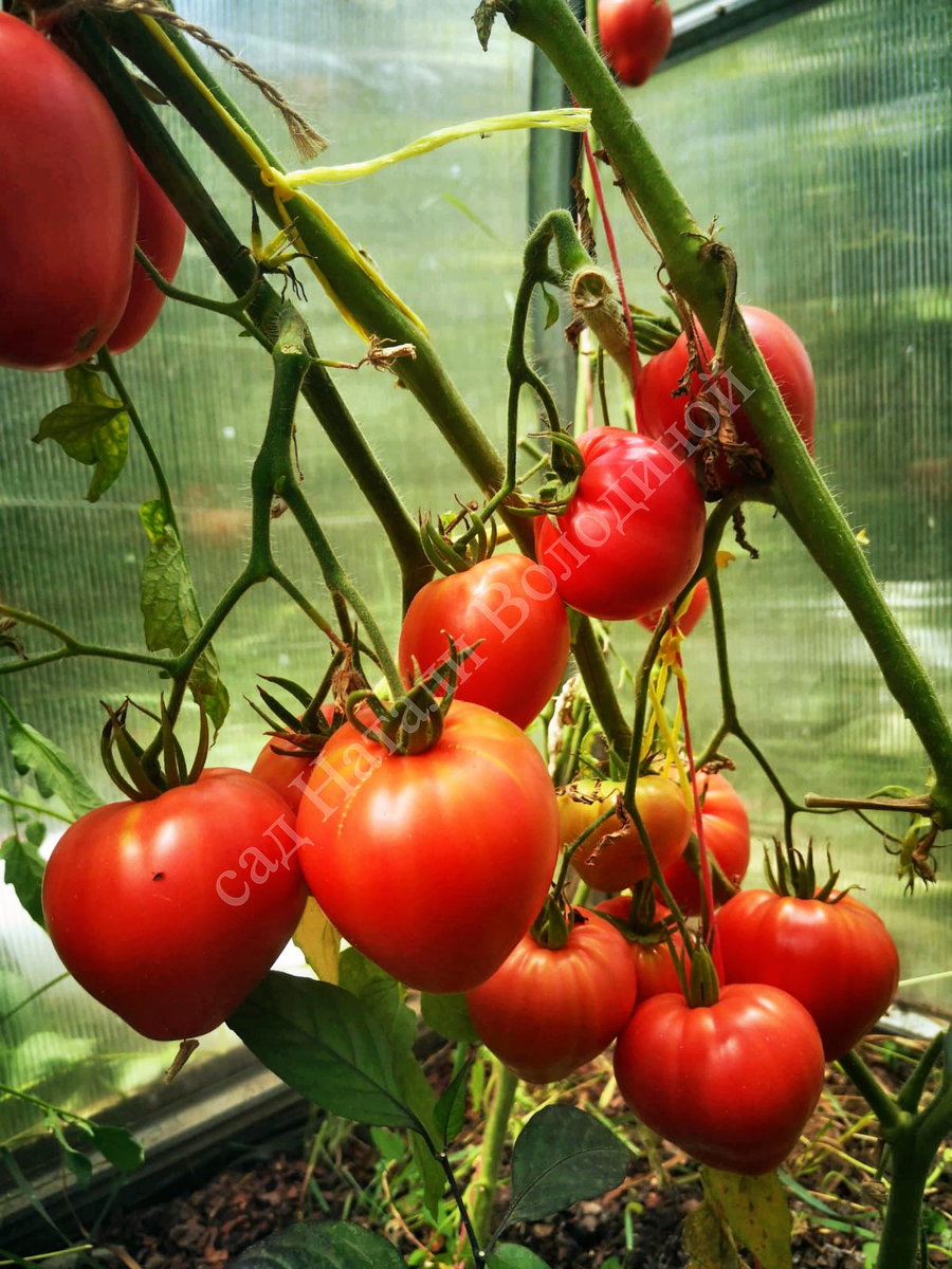 Томат Сахарная Настасья