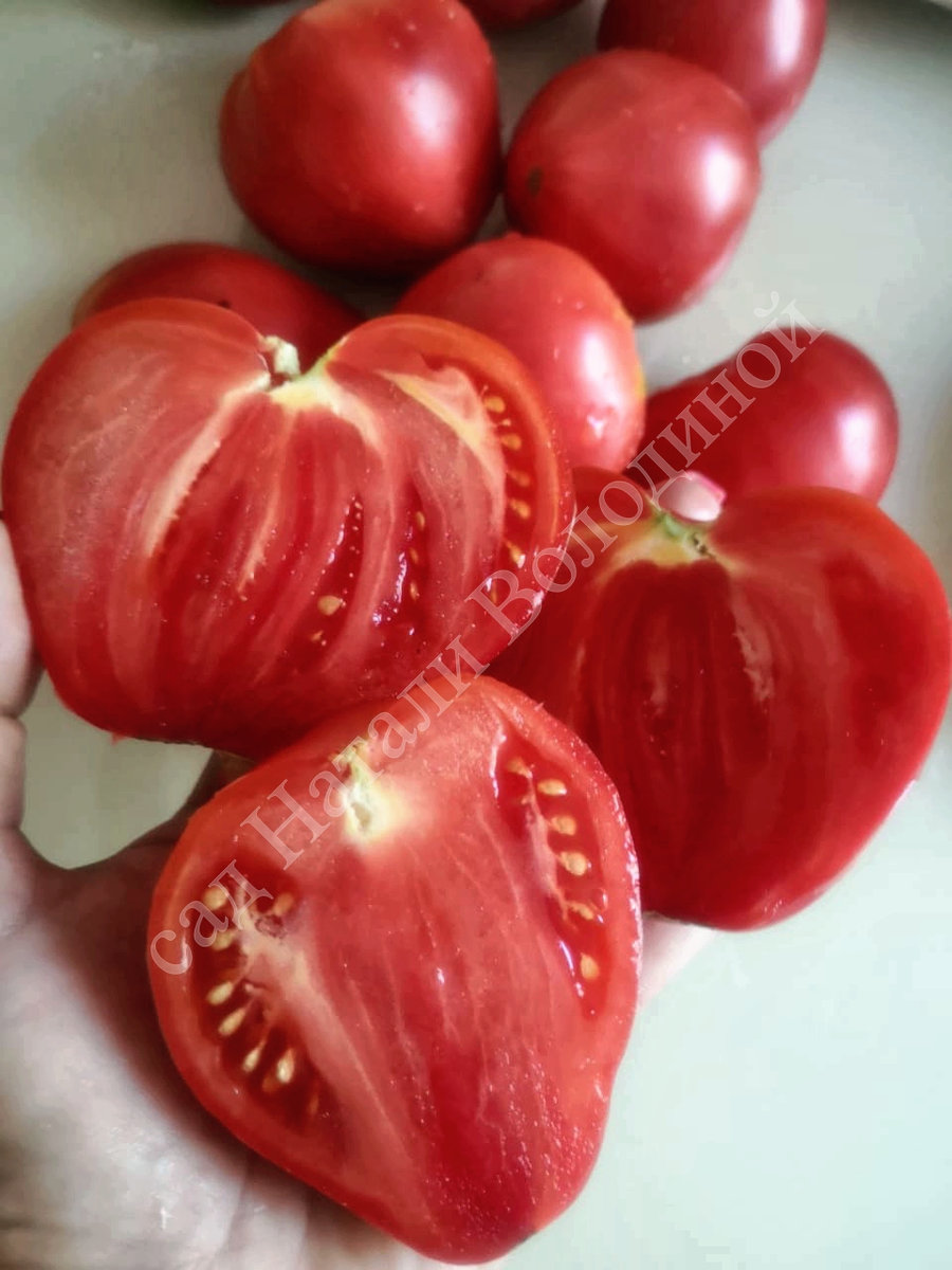 Томат Сахарная Настасья