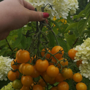 Томат Summer Sun Саммер Сан