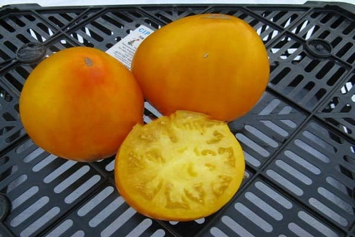 Томат Самохвал